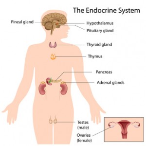 The endocrine system, eps10
