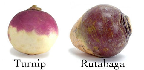 difference between turnips and rutabagas